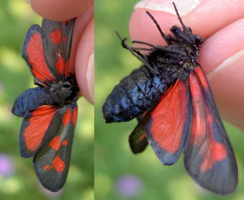 Zygaena trifolii