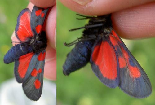 Zygaena trifolii