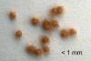 Lymantria dispar
