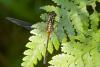 168587 – Photo : D. Martinez – Philippines