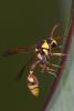 168586 – Photo : D. Martinez – Philippines