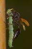 168763 – Photo : D. Martinez – Philippines