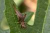 168254 – Photo : Arthropa - Benoit Martha – France (20)
