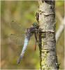 168028 – Photo : Benoit Guillon – France (49)
