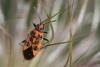 168220 – Photo : Marc Solari – France (68)