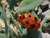168004 – Photo : Michel Mathieu – France (30)