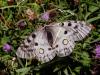 168789 – Photo : Arnaud Jean-Pierre – France (09)