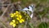 168003 – Photo : Andgelo Mombert – France (05)