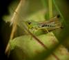 168556 – Photo : Guillaume Bigayon – France (51)