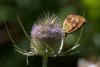 168181 – Photo : Thierry Wattez – France (79)