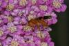 168393 – Photo : Decostre Alfred – Belgique