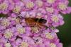 168329 – Photo : Decostre Alfred – Belgique