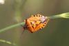 168633 – Photo : Jean-Jacques ARGOUD – France (83)