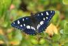 168409 – Photo : Sushi – France (05)