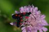 168445 – Photo : Olivier Pouvreau – France (63)