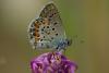 168233 – Photo : Olivier Pouvreau – France (63)