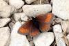 168014 – Photo : Michel Ehrhardt – France (68)