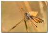 Thymelicus lineola