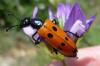 168509 – Photo : Didier GALLENE – France (84)