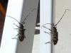 Monochamus sutor