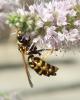 168638 – Photo : Catherine Reymonet-Smitten – France (31)