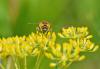 168571 – Photo : Josselyne Bayle – France (33)