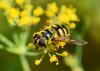 168627 – Photo : Josselyne Bayle – France (33)