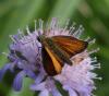 168463 – Photo : Thierry roy – France (77)