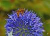 168354 – Photo : Josselyne Bayle – France (33)