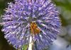 168358 – Photo : Josselyne Bayle – France (33)