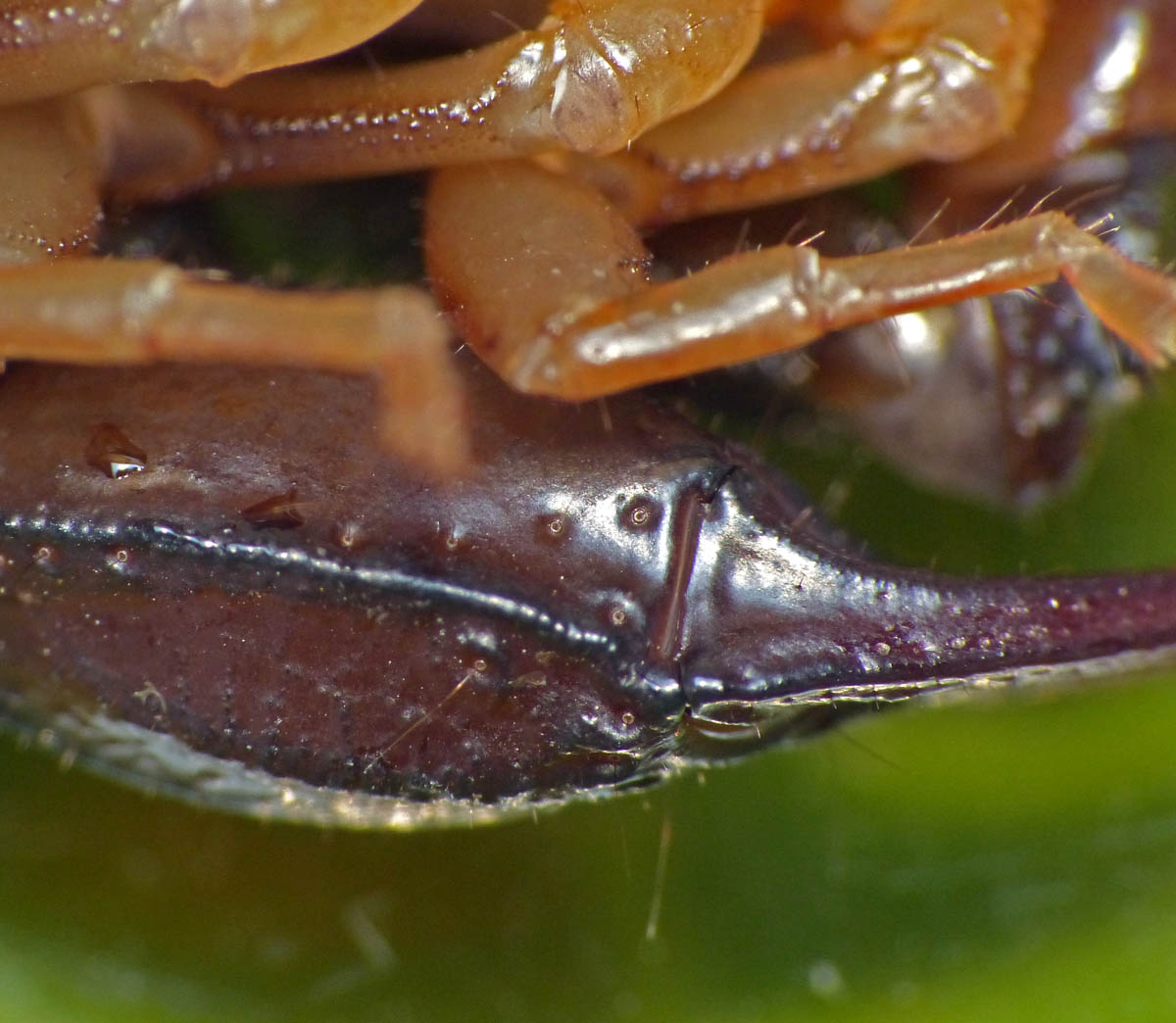 Guillaume JACQUEMIN - Euscorpius (Tetratrichobothrius) flavicaudis - réf. 168122 (1200 x 1044 pixels, 172 ko)