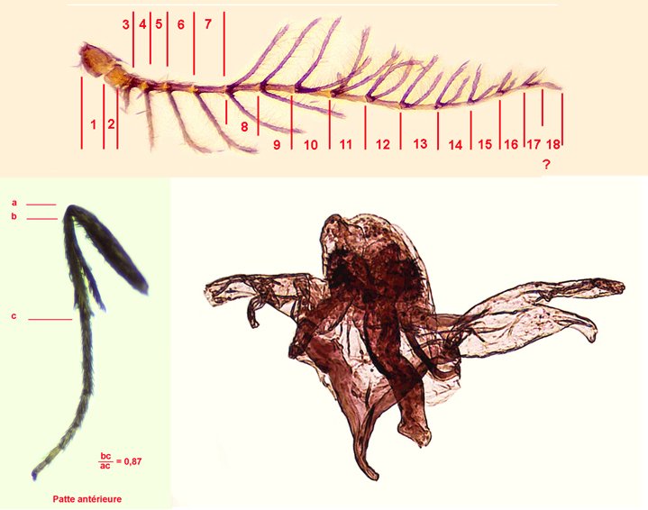[Pische casta] Pischidae sarthois Psyche_casta_200x