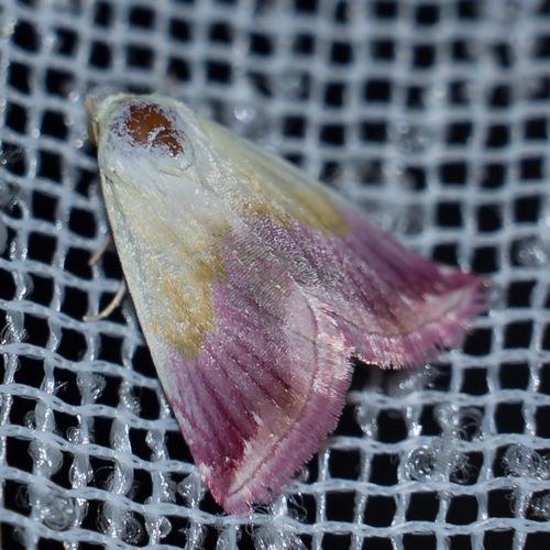 Eublemma purpurina