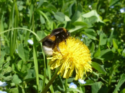 Bombus terrestris