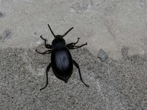 Blaps mucronata