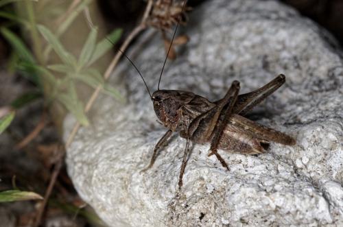 Réf. 169 617 : Platycleis sp.