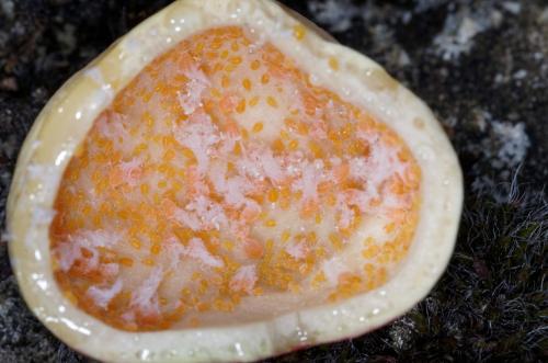 Geoica utricularia