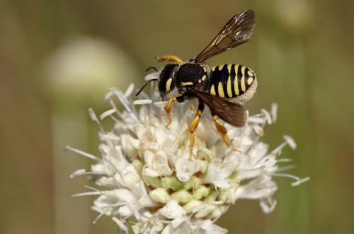 Réf. 169 780 : Trachusa interrupta