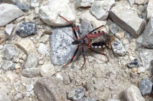 Rhynocoris sp.