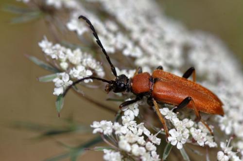 Stictoleptura rubra