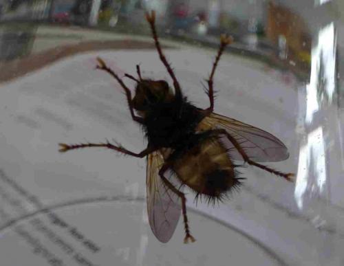 Réf. 169 783 : Tachina sp.