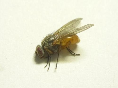 Réf. 169 395 : Phaonia bitincta