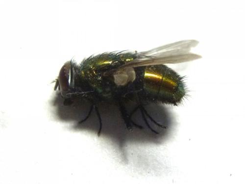 Lucilia sericata