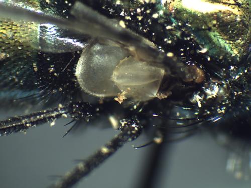 Réf. 169 414 : Lucilia sericata