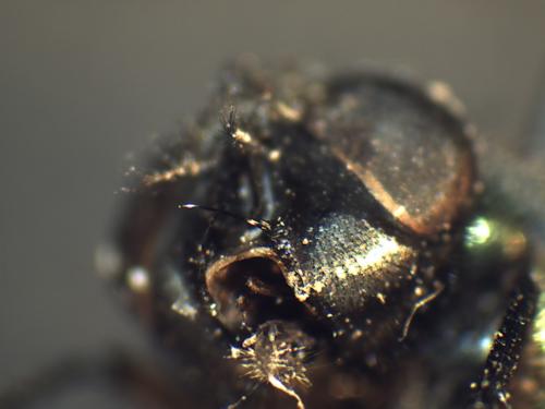 Réf. 169 472 : Lucilia sericata