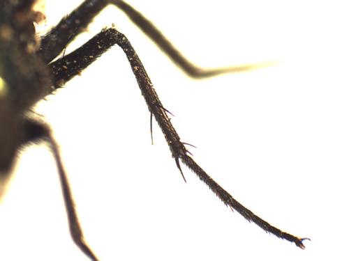 Lucilia sericata