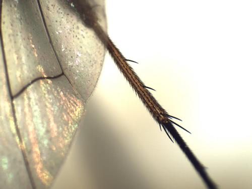 Phaonia bitincta