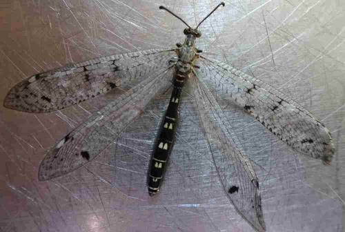 Réf. 169 782 : Distoleon tetragrammicus
