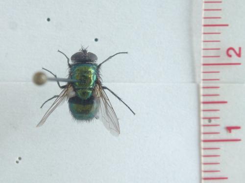 Lucilia sericata