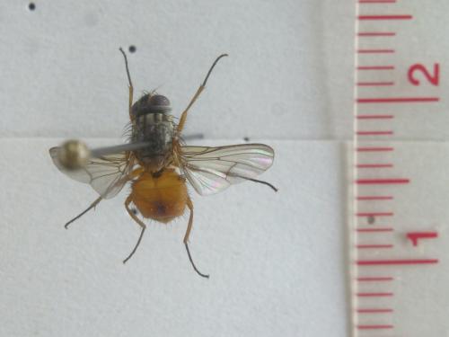 Réf. 169 559 : Phaonia bitincta